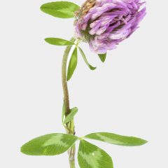 Rot-Klee - Trifolium pratense