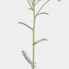 Gewöhnliche Schafgarbe - Achillea millefolium